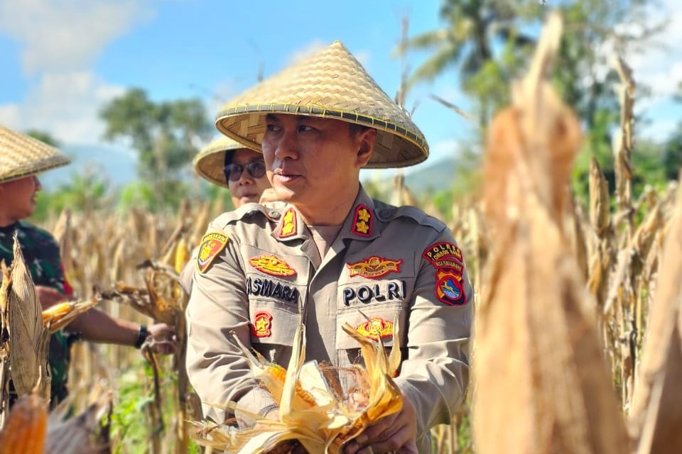 Kapolres Lombok Barat Hadiri Panen Raya Jagung, Sinergi Polri dan Petani Jaga Ketahanan Pangan