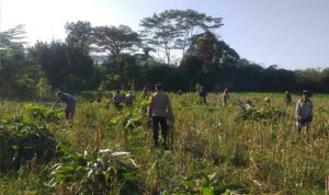 Bhabinkamtibmas Desa Jagaraga Aktif Dorong Ketahanan Pangan Lokal