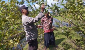 Bhabinkamtibmas Gapuk Dukung Petani Jambu Kristal di Gerung