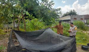 Bhabinkamtibmas Gelogor Dorong Warga Tanam Pangan di Halaman Rumah