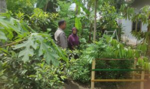 Bhabinkamtibmas Gerung Dukung Ketahanan Pangan Lewat Pekarangan Warga