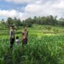 Bhabinkamtibmas Mareje Dukung Petani Jagung di Lembar