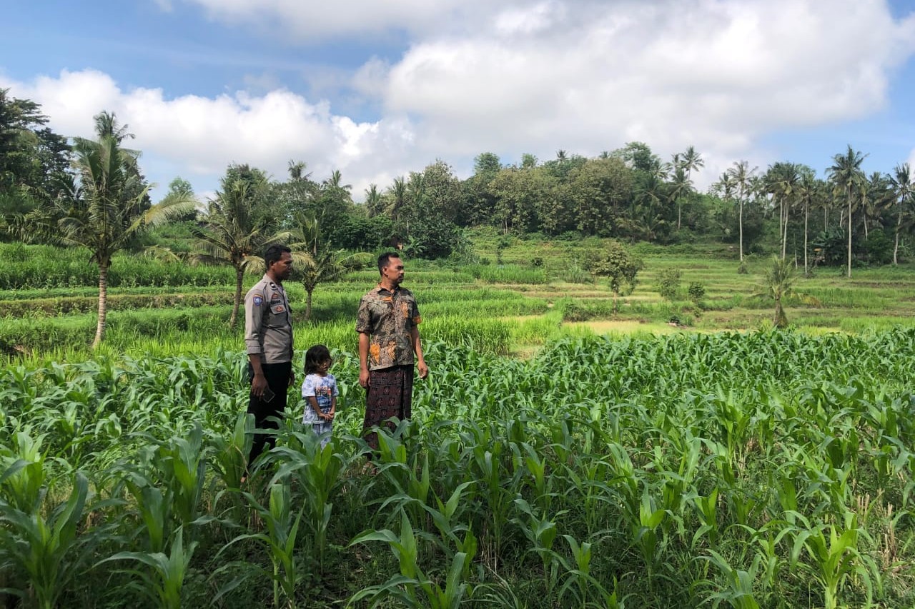 Bhabinkamtibmas Mareje Dukung Petani Jagung di Lembar