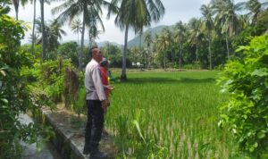 Bhabinkamtibmas Sekotong Dukung Swasembada Pangan di Batu Putih