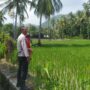 Bhabinkamtibmas Sekotong Dukung Swasembada Pangan di Batu Putih