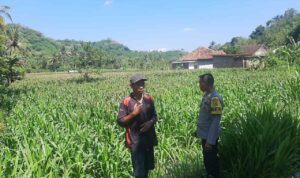 Dukung Swasembada, Polri Sapa Petani Jagung Sekotong Timur