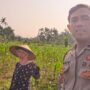 Program Ketahanan Pangan Diperkuat Lewat Kunjungan Polsek Lembar ke Petani