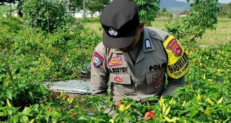 Bhabinkamtibmas Kuripan Utara Dampingi Petani Panen Cabai, Dukung Ketahanan Pangan