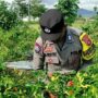 Bhabinkamtibmas Kuripan Utara Dampingi Petani Panen Cabai, Dukung Ketahanan Pangan