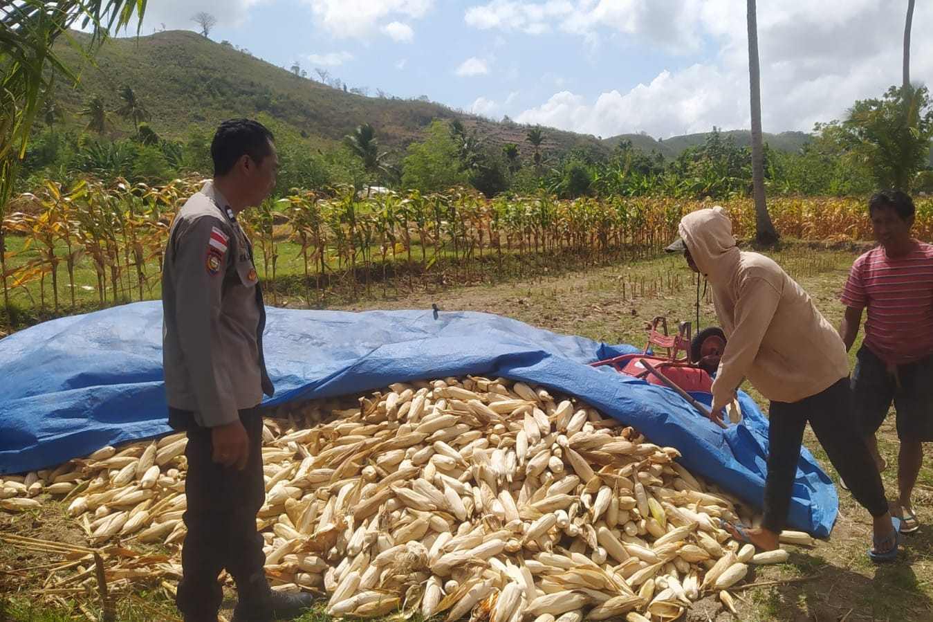 Bhabinkamtibmas Sekotong Dukung Petani Jagung di Desa Batu Putih