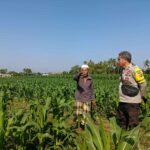 Dukung Ketahanan Pangan, Bhabinkamtibmas Sandik Edukasi Warga Perempung