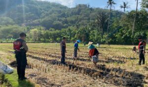 Polres Lombok Barat Dampingi Petani Jagung Desa Kebon Ayu untuk Ketahanan Pangan