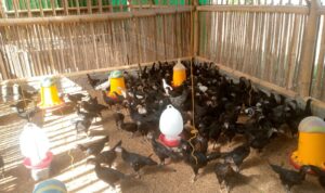 Polri Dorong Swadaya Pangan Lewat Bhabinkamtibmas Desa Jagaraga, Lombok Barat