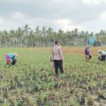 Polsek Gerung Perkuat Ketahanan Pangan Lewat Monitoring Pertanian Desa Banyu Urip