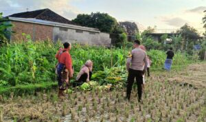 Polsek Kuripan Dukung Ketahanan Pangan di Dusun Pelulan Lewat Sosialisasi ke Petani Jagung