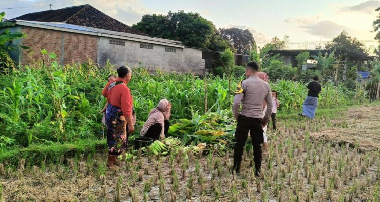 Polsek Kuripan Dukung Ketahanan Pangan di Dusun Pelulan Lewat Sosialisasi ke Petani Jagung