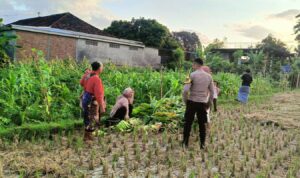 Polsek Kuripan Dukung Petani Jagung di Kumbung Barat Wujudkan Ketahanan Pangan