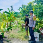 Polsek Lembar Dukung Ketahanan Pangan, Bhabinkamtibmas Beri Semangat Petani Jagung di Eyat Mayang
