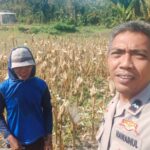 Sinergi Polri dan Petani Jagung Eyat Mayang Perkuat Ketahanan Pangan Nasional