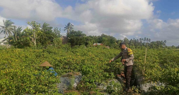 Sinergi Polri dan Warga Dusun Pelulan Wujudkan Ketahanan Pangan Keluarga