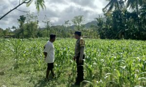Polri di Tengah Petani Jagung: DDS Bangun Ketahanan Pangan Sekotong