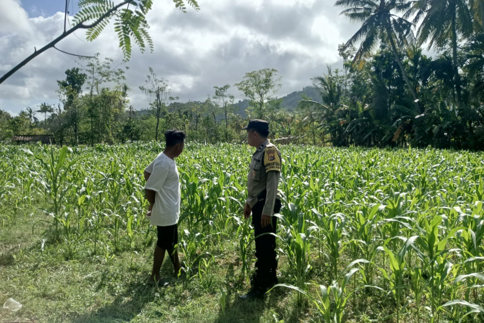 Polri di Tengah Petani Jagung: DDS Bangun Ketahanan Pangan Sekotong