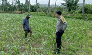 Jagung dan Keamanan: Bhabinkamtibmas Cendi Manik Turun ke Lahan