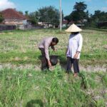 Polsek Kuripan Galakkan Pertanian Pekarangan Demi Kesejahteraan Warga