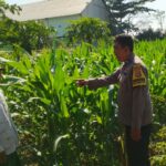 Bhabinkamtibmas Telagawaru Edukasi Petani Soal Lahan Pekarangan Bergizi