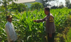 Bhabinkamtibmas Telagawaru Edukasi Petani Soal Lahan Pekarangan Bergizi