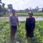 Sinergi Polisi dan Petani di Desa Jagaraga untuk Wujudkan Kemandirian Pangan