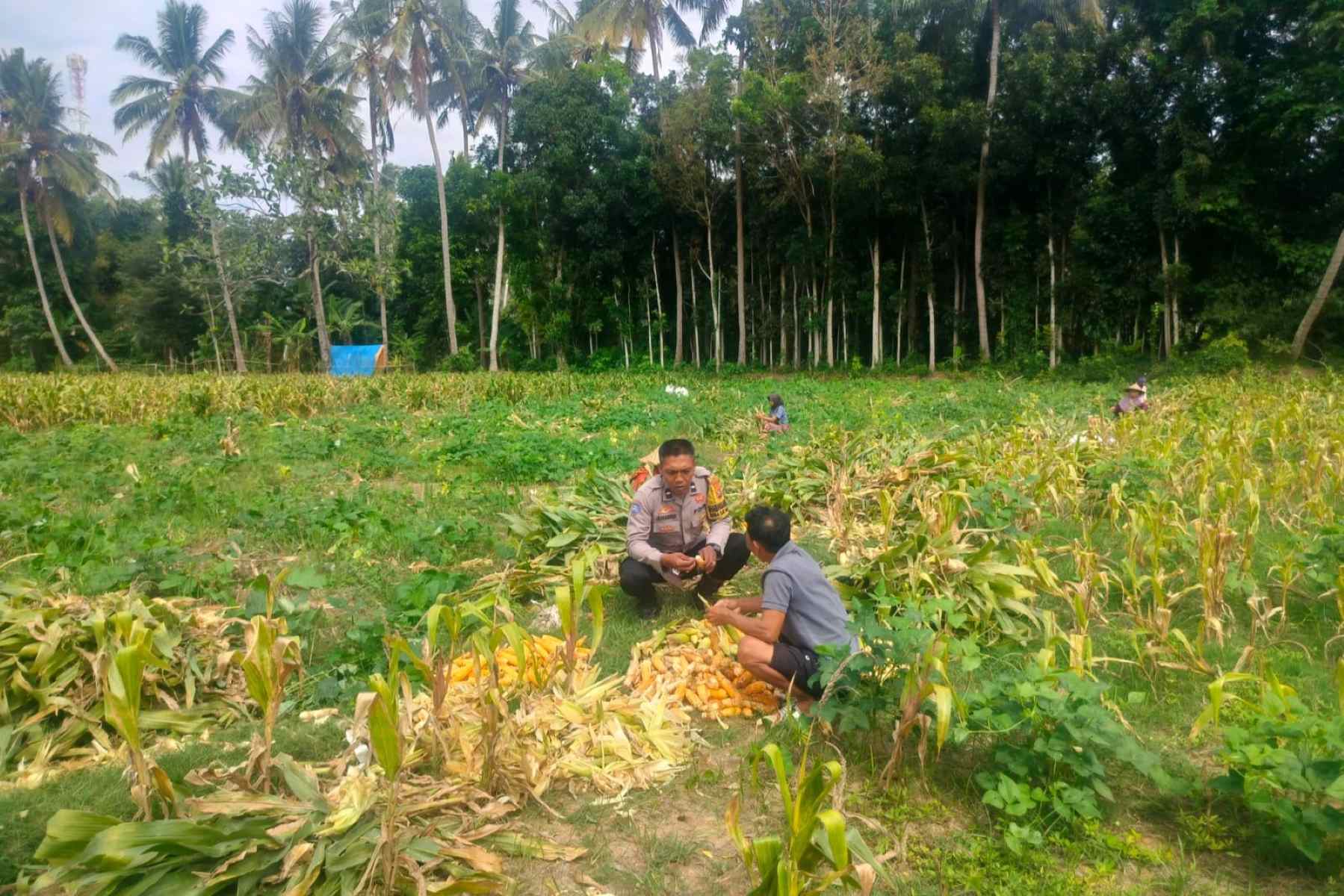 Polsek Lembar Dukung Ketahanan Pangan, Bhabinkamtibmas Eyat Mayang Dampingi Petani Jagung