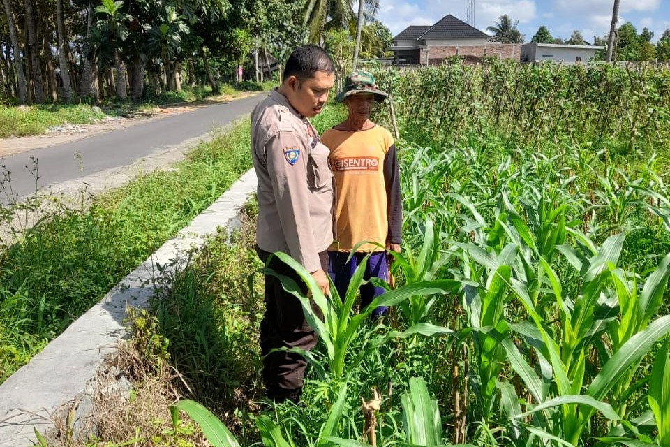 Kepolisian Kediri Bina Petani Jagung Gelogor, Perkuat Ekonomi dan Pangan Lokal