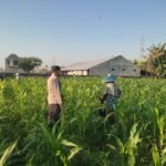Sinergi Polisi dan Petani Desa Kuranji Dalang Dukung Program Ketahanan Pangan Nasional