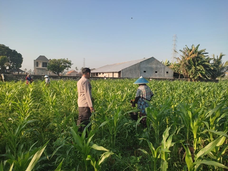 Sinergi Polisi dan Petani Desa Kuranji Dalang Dukung Program Ketahanan Pangan Nasional