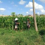 Dusun Jerneng Lombok Barat Jadikan Lahan Kosong Sumber Pangan Keluarga
