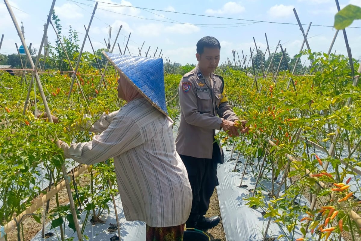 Dari Pekarangan Jadi Pangan: Inisiatif Bhabinkamtibmas Perampuan di Karang Bayan