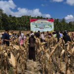 Panen Raya Jagung di Desa Pelangan, Polsek Sekotong Perkuat Ketahanan Pangan