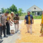 Jagung Desa Beleka dengan Kadar Air 10,3 KA Siap Serap Bulog NTB