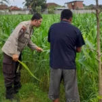 Lombok Barat, NTB – Komitmen Kepolisian Negara Republik Indonesia (Polri) dalam mendukung program ketahanan pangan nasional terus diwujudkan hingga ke tingkat desa. Di wilayah hukum Polres Lombok Barat, upaya nyata ini ditunjukkan melalui peran aktif Bhabinkamtibmas yang intensif mendampingi para petani. Salah satunya adalah kegiatan sambang yang dilakukan oleh Bhabinkamtibmas Desa Gelogor, Aipda Ahyar Haryanto, di Dusun Gelogor Selatan pada hari Rabu, 8 Oktober 2025. Sejak pukul 09.25 Wita, Aipda Ahyar Haryanto telah berada di tengah-tengah warga dan lahan pertanian, khususnya tanaman jagung, yang menjadi komoditas unggulan di daerah tersebut. Kegiatan ini tidak hanya sebatas kunjungan rutin, melainkan merupakan perwujudan sinergi antara aparat keamanan dengan masyarakat dalam menjamin ketersediaan pangan di tingkat lokal. Motivasi dan Pendampingan Langsung di Lahan Pertanian Dalam kunjungannya, Aipda Ahyar Haryanto berinteraksi langsung dengan para petani, melihat dari dekat kondisi tanaman jagung mereka, serta mendengarkan aspirasi dan kendala yang dihadapi. Kehadiran Bhabinkamtibmas di tengah areal persawahan ini memiliki nilai strategis ganda, yaitu menjaga keamanan dan ketertiban masyarakat (Kamtibmas) sekaligus memberikan motivasi dan dukungan moril dalam meningkatkan hasil panen. Petani di Dusun Gelogor Selatan menyambut baik kehadiran Aipda Ahyar Haryanto. Mereka merasa diperhatikan dan mendapatkan suntikan semangat untuk lebih giat dalam mengelola lahan. Tanaman jagung yang menjadi fokus sambang kali ini diharapkan dapat berkontribusi signifikan terhadap pasokan pangan, baik untuk kebutuhan lokal maupun nasional. Polri Dorong Peningkatan Semangat Bertani Warga Peran Bhabinkamtibmas dalam program ketahanan pangan merupakan bagian integral dari tugas tambahan Polri. Mereka berfungsi sebagai jembatan komunikasi yang efektif antara program-program pemerintah di sektor pertanian dengan implementasinya di masyarakat petani. Hal ini sejalan dengan arahan pimpinan Polri untuk menjadikan personel di lapangan sebagai motor penggerak pembangunan dan kesejahteraan masyarakat. Kepala Bagian Sumber Daya Manusia (Kabag SDM) Polres Lombok Barat, AKP Taufik Hidayat, S.H., menegaskan bahwa dukungan terhadap sektor pertanian adalah prioritas. Beliau menyoroti pentingnya peran Bhabinkamtibmas sebagai ujung tombak dalam mencapai sasaran ketahanan pangan. “Kami dari Polres Lombok Barat sangat serius mendukung program pemerintah di bidang ketahanan pangan. Kehadiran Bhabinkamtibmas seperti Aipda Ahyar Haryanto di Desa Gelogor adalah bukti nyata komitmen kami,” ujar AKP Taufik Hidayat, S.H. Beliau melanjutkan, “Kami berharap para petani di Gelogor, khususnya yang membudidayakan jagung, terus semangat dan konsisten dalam merawat tanamannya. Aipda Ahyar Haryanto bertugas untuk memotivasi mereka agar lebih giat dalam bertani, karena keberhasilan pertanian adalah fondasi utama dari ketahanan pangan daerah kita.” Kontribusi Jagung dalam Mewujudkan Swasembada Pangan Komoditas jagung memiliki peran vital sebagai salah satu penopang utama kebutuhan pangan dan pakan di Indonesia. Peningkatan produksi jagung di daerah seperti Gelogor, Lombok Barat, secara langsung akan memperkuat swasembada pangan nasional dan stabilitas harga komoditas. Melalui kegiatan sambang ini, Bhabinkamtibmas juga menyampaikan pesan-pesan yang bersifat edukatif. Selain memberikan dorongan, mereka turut mengingatkan petani mengenai pentingnya pola tanam yang efisien, penggunaan bibit unggul, serta upaya pencegahan gangguan keamanan di lahan pertanian. Kolaborasi dengan instansi terkait, seperti Penyuluh Pertanian Lapangan (PPL), akan terus diperkuat untuk memberikan bimbingan teknis yang optimal kepada warga. Dengan sinergi yang kuat antara Polri, khususnya Bhabinkamtibmas, dan seluruh elemen masyarakat petani, diharapkan Desa Gelogor dapat menjadi contoh keberhasilan dalam mewujudkan masyarakat yang mandiri secara pangan, sehat, dan sejahtera. Keaktifan Aipda Ahyar Haryanto dalam mendampingi petani menjadi cerminan bahwa aparat keamanan tidak hanya bertugas menjaga keamanan, tetapi juga menjadi mitra strategis dalam upaya meningkatkan kesejahteraan dan ketahanan pangan bangsa.