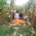 Sinergi Polri dan Warga Desa Jagaraga Bangun Kemandirian Pangan