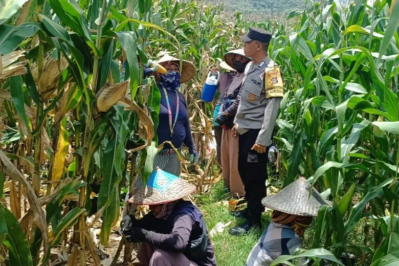 Bhabinkamtibmas Kawal Panen Jagung, Petani Babussalam Tersenyum Lega