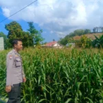Kehadiran Polisi di Ladang Jagung, Bukti Sinergi Polri dan Petani di Lombok Barat
