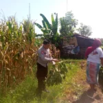 Bhabinkamtibmas dan Petani Bersatu Perkuat Ketahanan Pangan Lokal