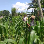 Polsek Kuripan Turun ke Sawah, Dukung Petani Tingkatkan Produksi Jagung