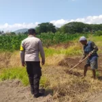 Lombok Barat, NTB – Dalam upaya konkret mendukung Program Ketahanan Pangan Nasional, Bhabinkamtibmas Desa Jagaraga, AIPTU I Gede Dodit, melaksanakan kunjungan dan dialog langsung dengan petani di Dusun Lamper. Kegiatan yang berlangsung pada hari Sabtu, 18 Oktober 2025, pukul 11.00 WITA hingga selesai, ini bertujuan mendorong pemanfaatan lahan produktif secara maksimal oleh warga binaan, baik untuk bercocok tanam maupun beternak atau perikanan. Inisiatif ini merupakan wujud nyata sinergi Polri dan masyarakat dalam menjaga ketersediaan pangan di tingkat lokal. Peran Aktif Polri dalam Mendukung Kemandirian Pangan Daerah Kunjungan Bhabinkamtibmas AIPTU I Gede Dodit di Dusun Lamper difokuskan kepada Bapak Ahmad, salah seorang petani setempat yang memiliki lahan produktif. Dalam pertemuan yang berlangsung hangat dan penuh kekeluargaan, AIPTU I Gede Dodit menyampaikan pentingnya peran aktif masyarakat, terutama para petani dan peternak, dalam menghadapi tantangan ketahanan pangan global. Ia mengajak warga untuk tidak hanya mengandalkan hasil panen utama, tetapi juga memanfaatkan pekarangan rumah atau lahan tidur untuk menanam komoditas pangan cepat panen seperti sayur-sayuran, sebagai bentuk diversifikasi dan cadangan pangan keluarga. Kapolsek Kuripan, Polres Lombok Barat, Polda NTB, Ipda I Wayan Eka Ariyana, S.H., menegaskan bahwa kegiatan ini adalah bagian dari instruksi pimpinan Polri untuk secara masif mengawal dan mendukung program pemerintah. "Peran Bhabinkamtibmas sangat strategis sebagai ujung tombak Polri di desa. Mereka tidak hanya menjaga kamtibmas, tetapi juga menjadi motivator dan penggerak ekonomi kerakyatan, khususnya di sektor pertanian. Kami terus mendorong anggota kami untuk terjun langsung, memastikan warga binaan teredukasi dan tergerak untuk memanfaatkan setiap jengkal lahan yang ada," ujar Ipda I Wayan Eka Ariyana, S.H. Menggali Potensi Lokal Melalui Pemanfaatan Lahan Produktif Inti dari kunjungan tersebut adalah memotivasi Bapak Ahmad dan warga lainnya agar lebih optimal dalam memanfaatkan lahan. AIPTU I Gede Dodit memberikan pemahaman bahwa ketahanan pangan dimulai dari tingkat rumah tangga dan desa. Dengan menanam sayur-sayuran di lahan milik sendiri, warga dapat mengurangi ketergantungan pada pasar, memastikan ketersediaan pangan yang sehat, sekaligus berpotensi meningkatkan pendapatan keluarga. "Saya berdialog dengan Bapak Ahmad, menjelaskan bahwa program ketahanan pangan ini bukan hanya tanggung jawab pemerintah semata, melainkan tanggung jawab kita bersama. Dengan memanfaatkan lahan seoptimal mungkin, kita tidak hanya menjamin ketersediaan pangan keluarga, tapi juga ikut berkontribusi pada ketahanan pangan nasional," kata AIPTU I Gede Dodit. Ia menambahkan, pihaknya siap membantu memfasilitasi komunikasi dengan instansi terkait jika warga membutuhkan bimbingan teknis lebih lanjut mengenai pertanian atau peternakan. Sambutan Positif Warga dan Komitmen Mendukung Program Pemerintah Sambutan dari Bapak Ahmad, petani yang menjadi sasaran kunjungan, menunjukkan antusiasme tinggi terhadap inisiatif ini. Bapak Ahmad menyatakan kesediaannya untuk mendukung program pemerintah dengan mulai menanam berbagai jenis sayur-sayuran di tanah miliknya yang terletak di Dusun Lamper, Desa Jagaraga. "Kami menyambut baik kunjungan dari Bapak Bhabinkamtibmas. Ini sangat memotivasi kami para petani. Kami siap mendukung program ketahanan pangan ini. Kebetulan kami punya lahan, dan arahan dari Bapak Dodit untuk menanam sayur-sayuran sangat masuk akal untuk cadangan pangan keluarga kami. Kami akan segera memulainya," tutur Bapak Ahmad dengan semangat. Hasil dari kegiatan ini tidak hanya terhenti pada komitmen menanam sayuran, tetapi juga berhasil menjalin dan memperkuat tali silaturahmi serta komunikasi yang baik antara Polri dan warga binaan. Komunikasi yang intensif dan berkelanjutan seperti ini sangat penting untuk memastikan program-program pemerintah dapat berjalan lancar dan tepat sasaran di tingkat desa. Secara keseluruhan, kegiatan Bhabinkamtibmas Desa Jagaraga AIPTU I Gede Dodit di Dusun Lamper ini berjalan lancar. Situasi di lokasi terpantau aman dan kondusif, mencerminkan sinergi yang harmonis antara aparat keamanan dan masyarakat. Upaya ini menjadi salah satu pilar penting dalam mewujudkan kemandirian pangan yang berkelanjutan di wilayah Kabupaten Lombok Barat, sekaligus mengukuhkan citra Polri sebagai pengayom dan mitra produktif bagi masyarakat. Keberhasilan ini diharapkan dapat menjadi contoh inspiratif bagi desa-desa lain untuk turut serta aktif dalam program penguatan ketahanan pangan nasional.