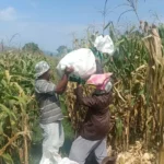 Polres Lombok Barat Kawal Stabilitas Harga Beras untuk Lindungi Warga