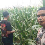 Bhabinkamtibmas Turun ke Sawah, Petani Lombok Barat Kian Semangat
