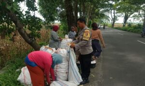 Sinergi Petani dan Polri di Lombok Barat Hasilkan Panen Jagung Melimpah
