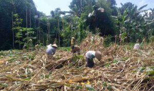 Kemandirian Pangan: Bhabinkamtibmas Kuripan Kunjungi Petani Jagung